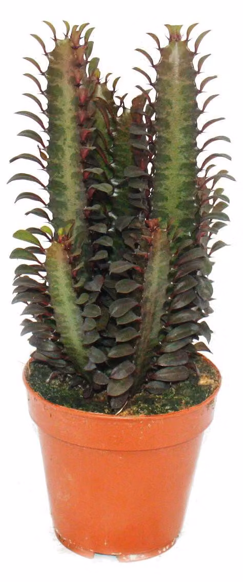 Euphorbia trigona rubra - pianta di medie dimensioni in vaso da 12 cm