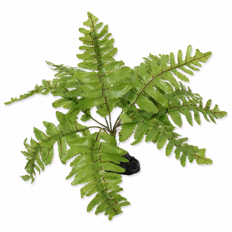 Decorazione per terrari Pianta artificiale Repti Planet Nephrolepis 20 cm