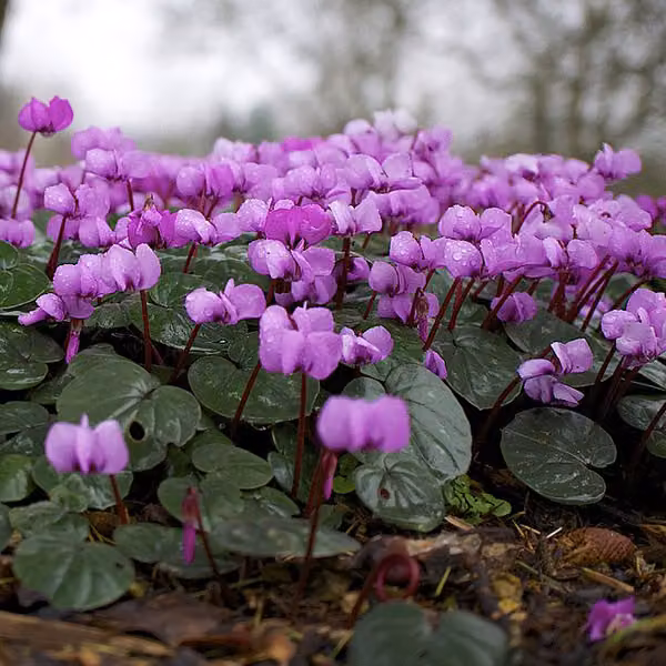 6 piante di ciclamino alpino primaverile (Cyclamen coum) | Vaso da 9x9 cm
