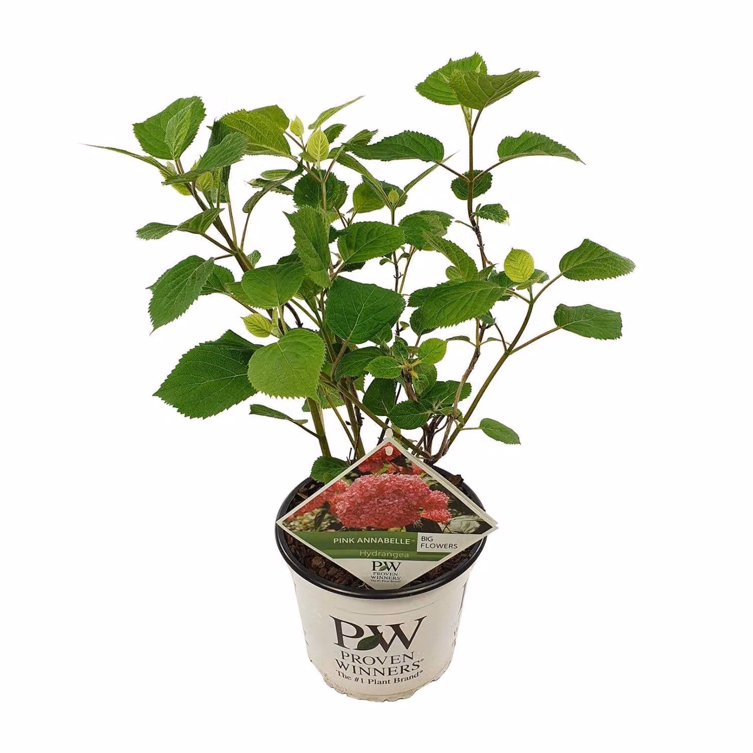 Ortensia Arbo. 'Pink Annabelle'® - ↨30Cm - Ø19Cm