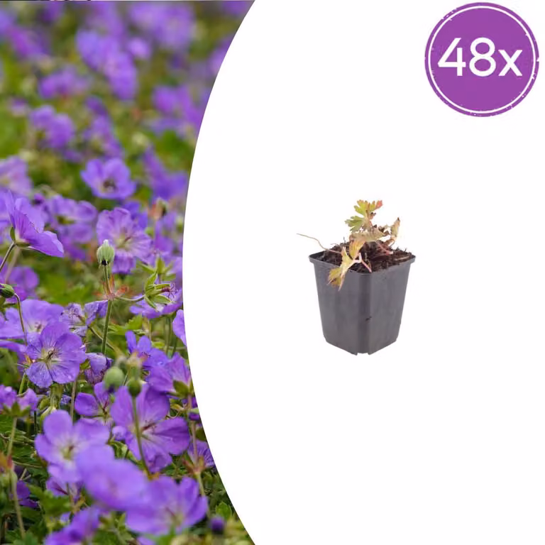 Geranium wallichianum "Azure Rush" - Storchschnabel - 9cm Topf - 10-25cm - Set con 48 piante