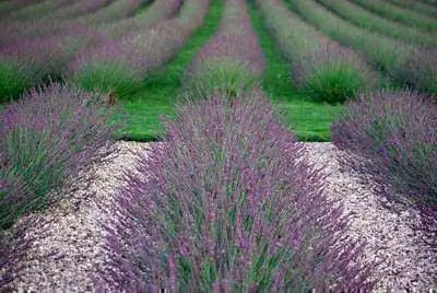 6 x Lavandula int. 'Phenomenal'® (niko) - Lavanda - vaso 9 x 9 cm