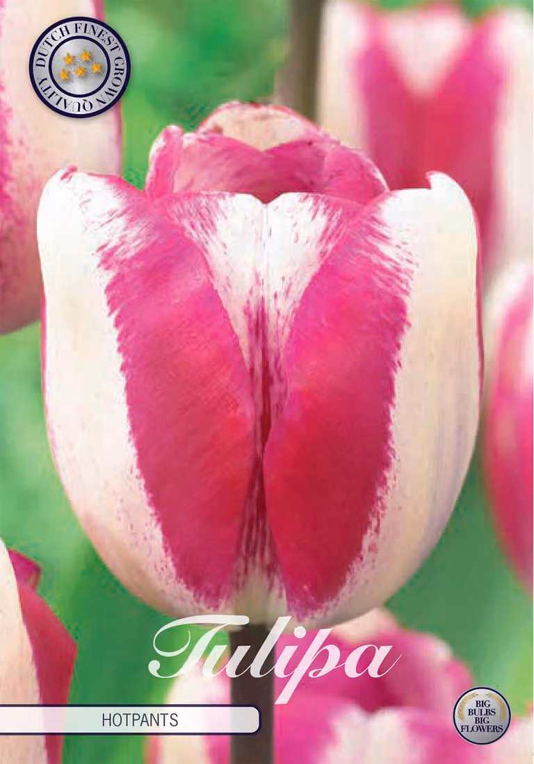 Hotpants Tulip (10 pezzi) | Bulbi di tulipano di Sam van Schooten