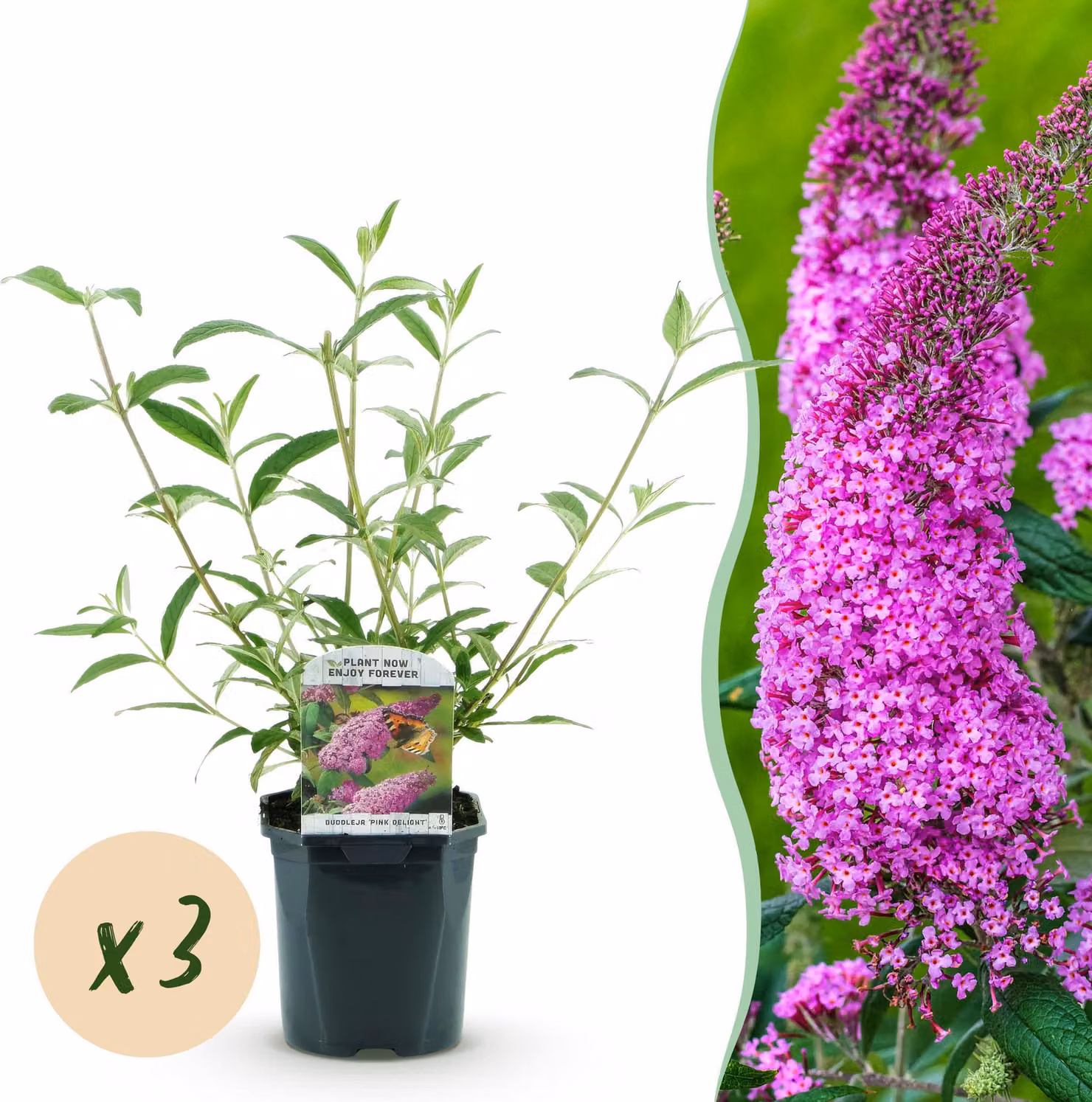 Buddleja davidii Pink Delight - Arbusto per farfalle - Resistente - Rosa - 3 piante - 35-45cm - Ø17cm - Pianta da giardino