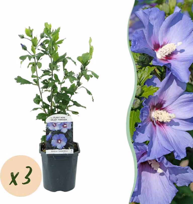 Hibiscus syriacus Oiseau Blue - Ibisco da giardino - Resistente - Blu - 3 piante - 35-45cm - Ø17cm - Pianta da giardino