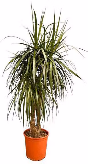 Dracaena Anita Variegata, pianta da appartamento, 190cm, grande pianta verde
