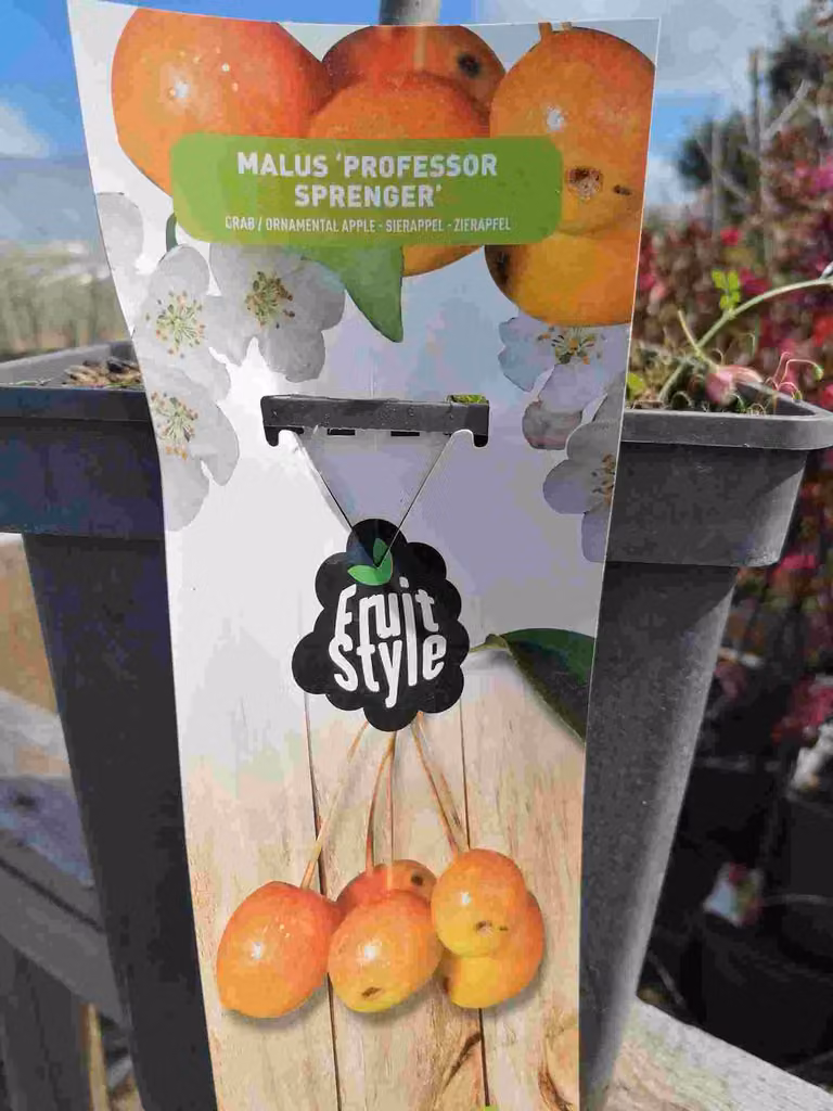 Mela ornamentale 'Professor Sprenger' 100-120 cm - Melo - Malus 'Professor Sprenge' - Melo