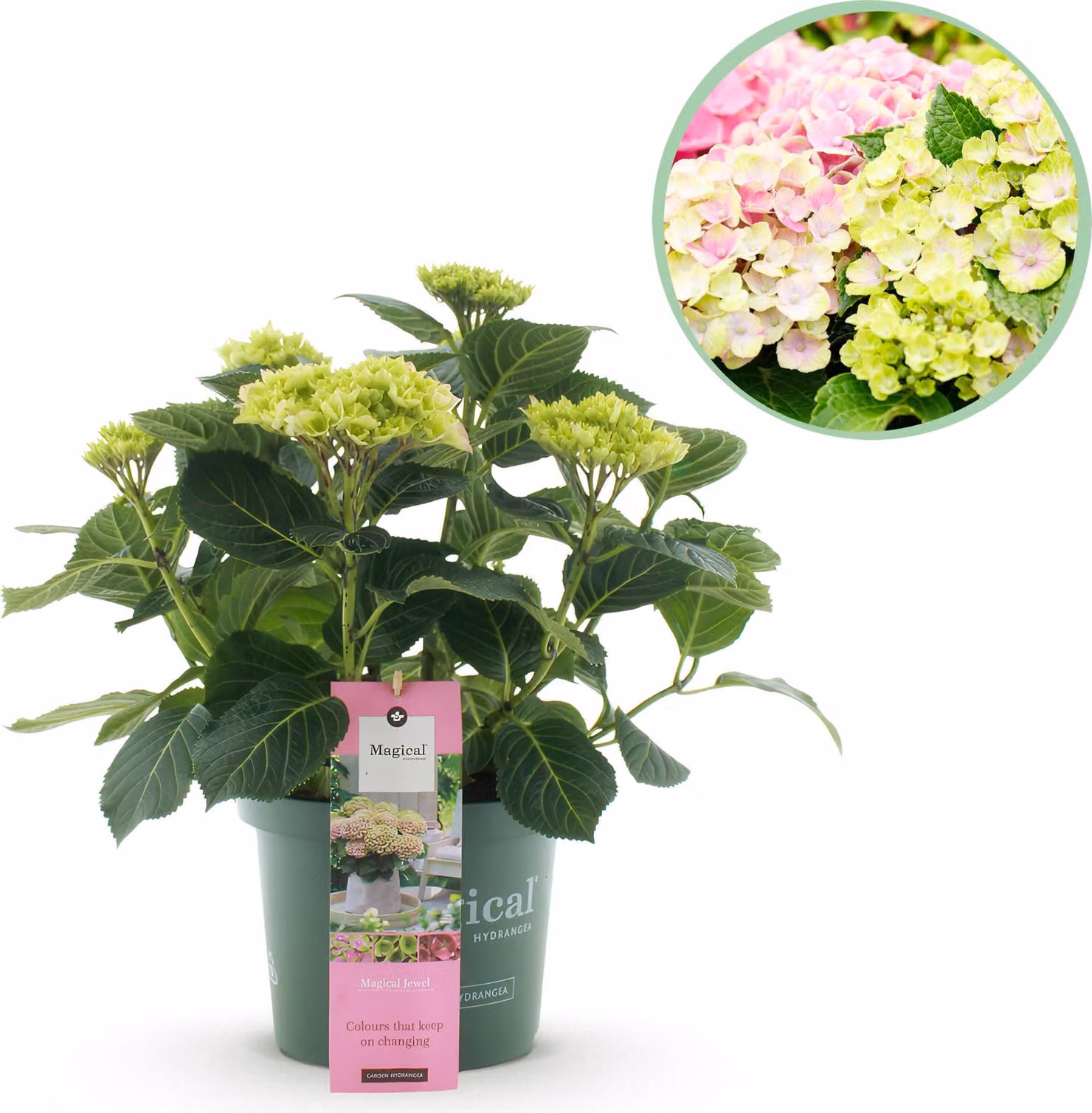 Ortensia - Ortensia Magical Jewel Pink - Rosa - 6-10 Fiori - Pianta da terrazzo - 40-55cm - Ø23cm - Pianta da giardino