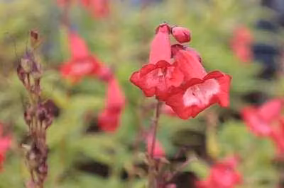6 x Penstemon hybr. 'Rubicunda' - Filo di barba - Vaso 9 x 9 cm