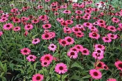 6 x Echinacea purp. 'Summer Cloud'® - Sonnenhut - Topf 9 x 9 cm