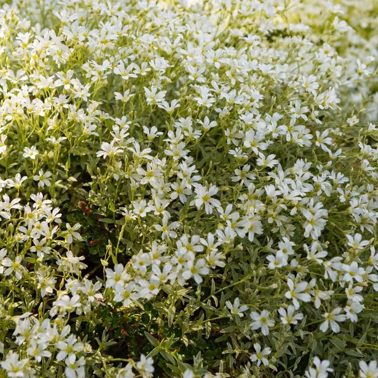 Cerastium tomentosum - 6 piante - Piante perenni tappezzanti per posizioni
