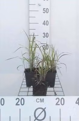 6 x Miscanthus sin. 'Purpurascens' - Canna cinese - vaso 9 x 9 cm