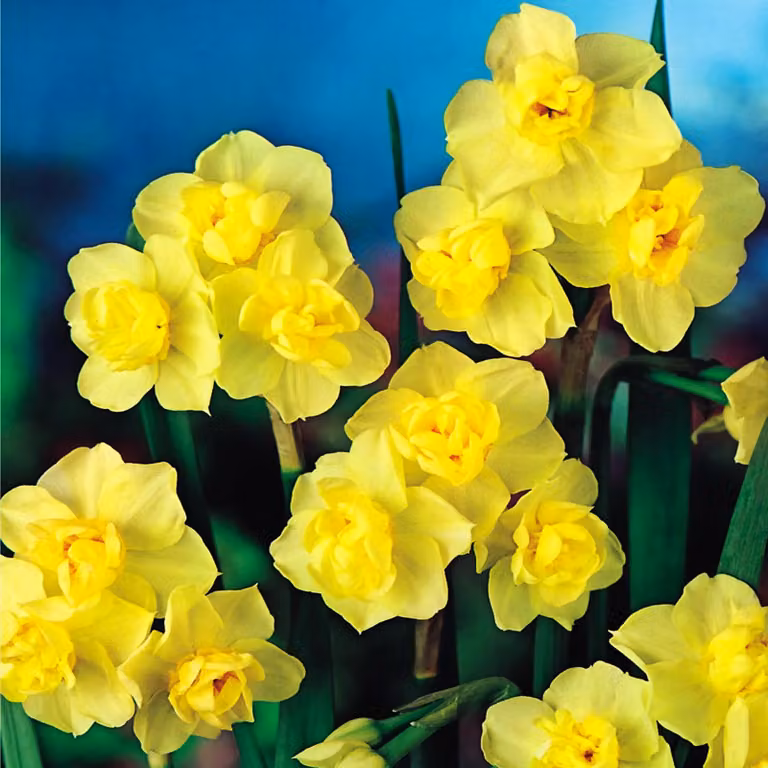 Bulbi di narciso Bulbi di fiori Narcisi multifiore Giallo Allegria 5 pz.