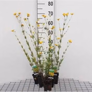 6 x Coreopsis vert. 'Zagreb' - occhio di ragazza - vaso 9 x 9 cm