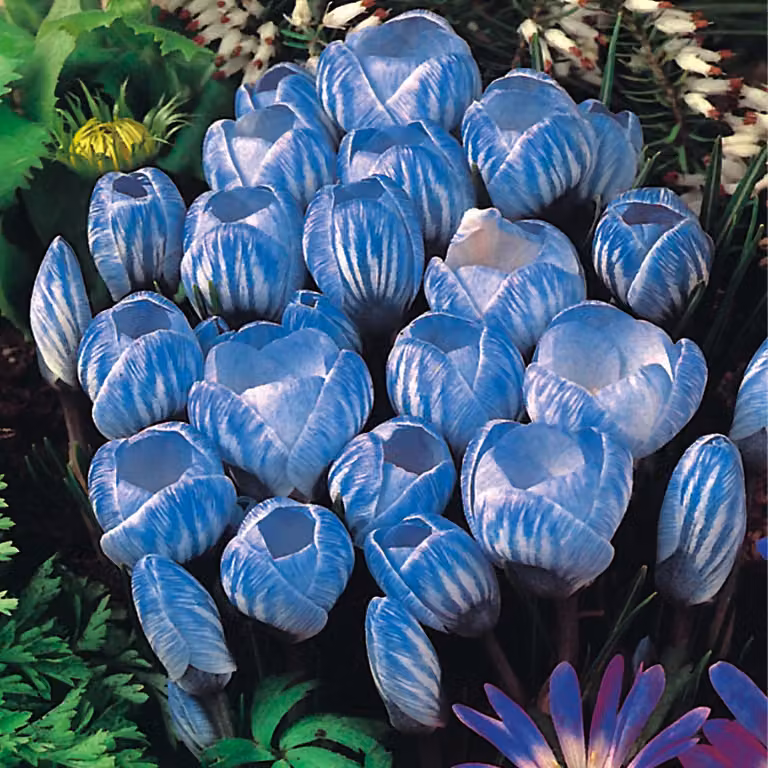 Bulbi da fiore Bulbi Crocus a fiore grande Crocus Sky Blue 10 pz.