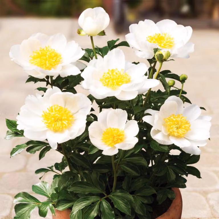 Peonia piantina Patio Dublin 1 pz Paeonia Peonie Piantine Profumate