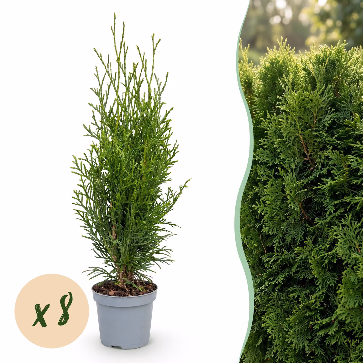 Piante da siepe - Thuja occidentalis Emerald - foglia verde - 8 piante - 1 metro lineare - sempreverdi - 25-35cm - Ø10cm - Pianta da giardino