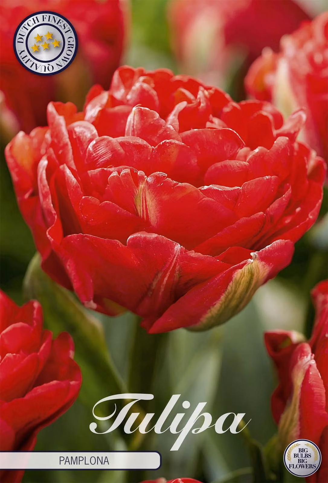 Double Late - Pamplona - Tulipa