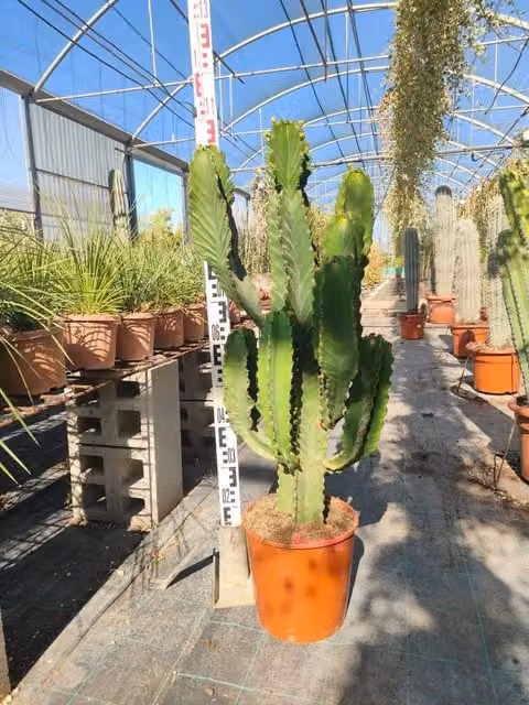 Euforbia Candelabro Euphorbia Ingens Vaso 25 cm Succulenta Arborescente