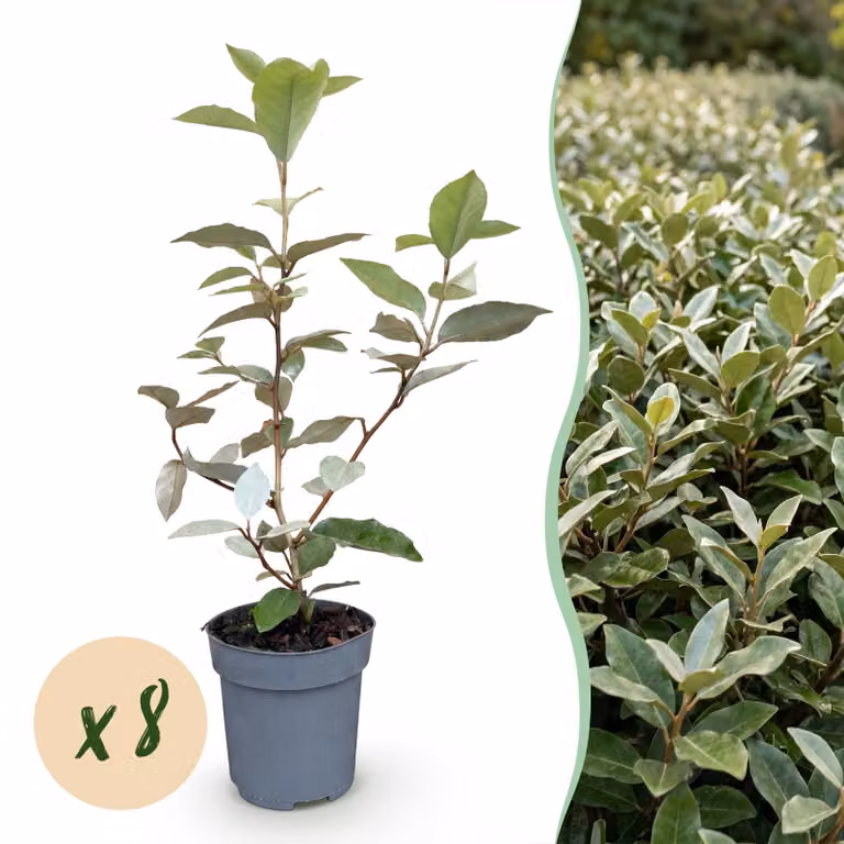 Eleagnus ebbingei Compacta - Foglia grigia - 8 piante - 1 metro lineare - Sempreverde - 30-35cm - Ø9cm - Pianta da giardino