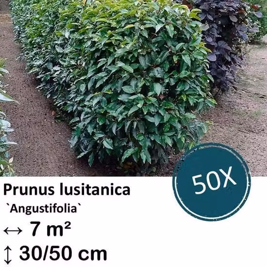 Pianta di Prunus lusitanica `Angustifolia` - 30-50cm - Radice di Carota
