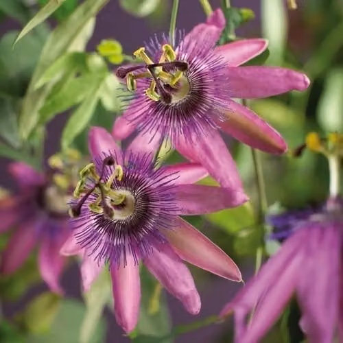 Passiflora 'Amethyst' 70-100 cm - Passiflora - Pianta rampicante - Resistente fino a -8°C