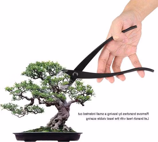 Forbici professionali per bonsai con lama arrotondata - Attrezzi da potatura per bonsai - Forbici per bonsai - Forbici da giardinaggio con lama arrotondata