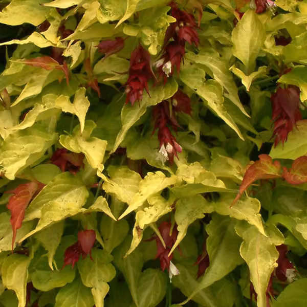 2 piante di Leycesteria formosa 'Golden Lanterns', alte 40-50 cm, fornite in vaso