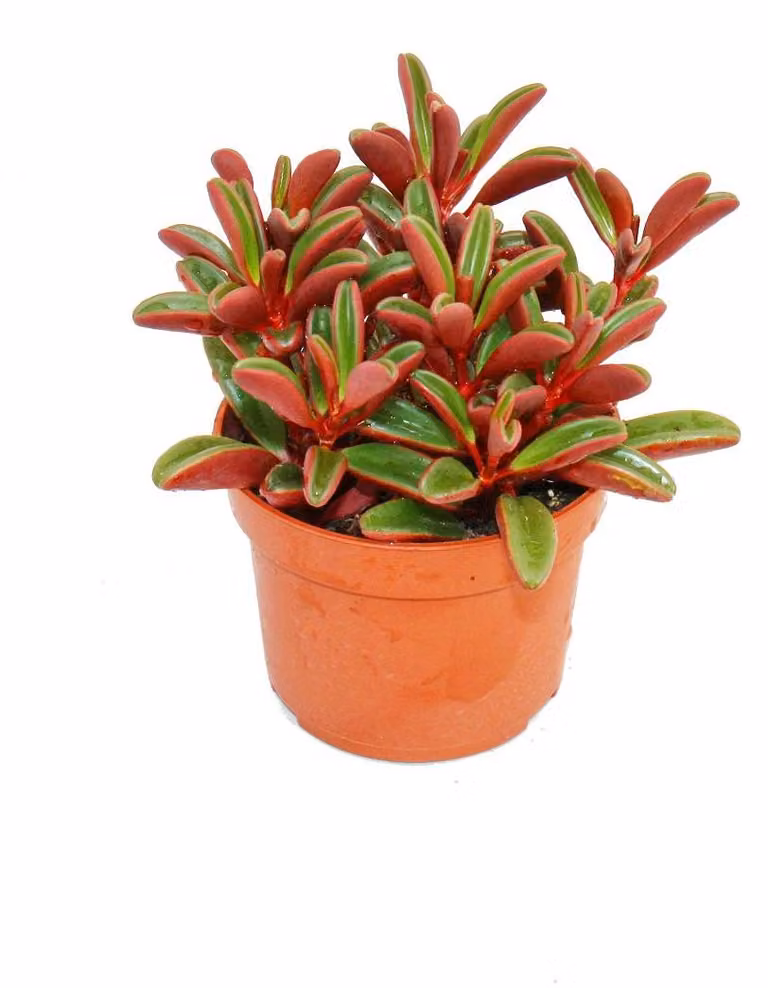 Peperomia graveolens in vaso da 10,5 cm