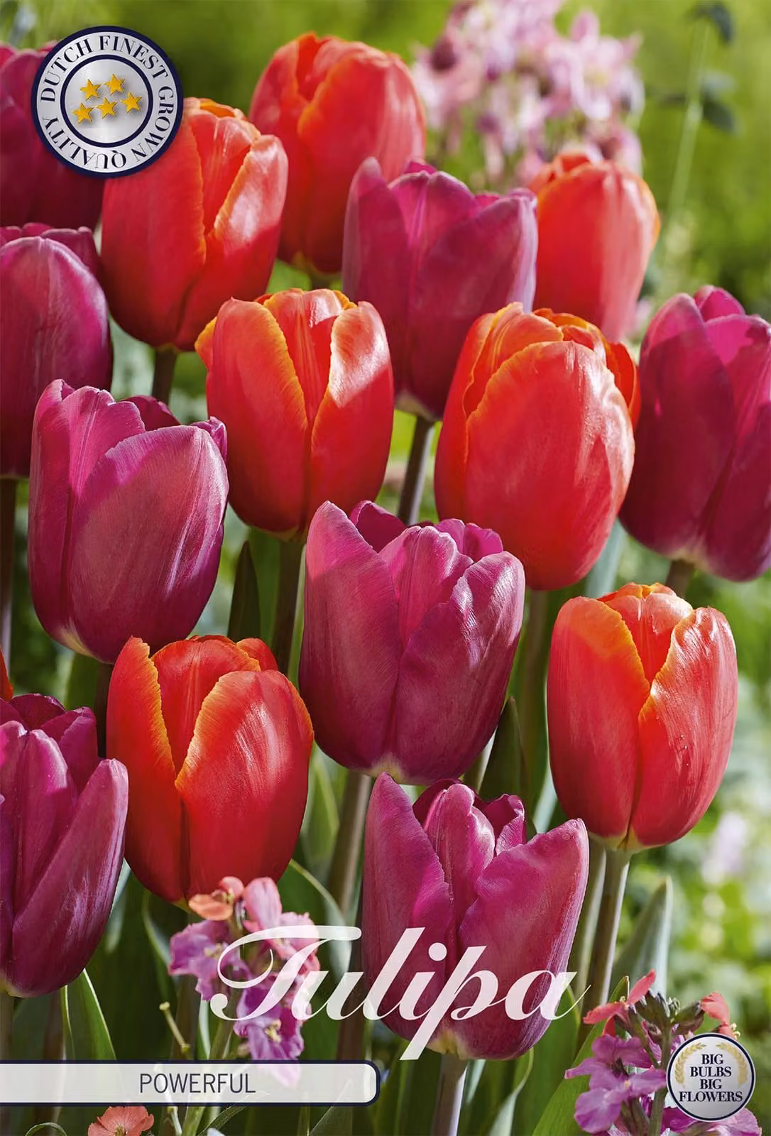 Tulipano Powerful (10 bulbi) | Bulbi di tulipano di Sam van Schooten