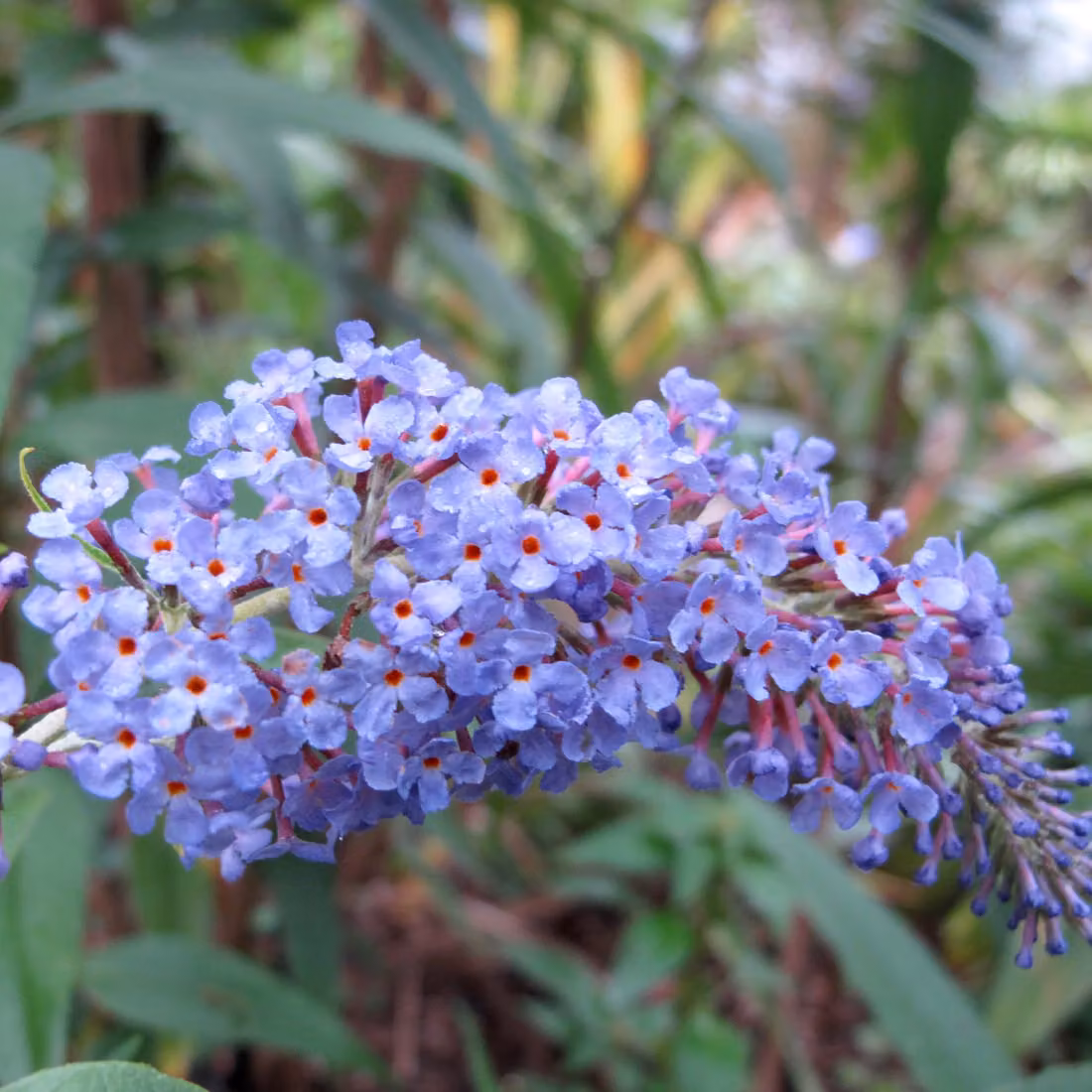 2 cespi di buddleja (Buddleja davidii 'Adonis Blue') | 30-40 cm, in vaso