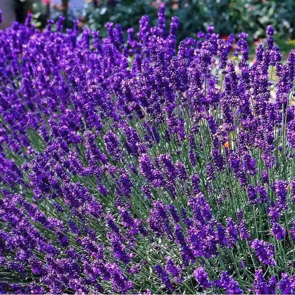 2 piante di lavanda - *Lavandula angustifolia* 'Dwarf Blue', in vaso
