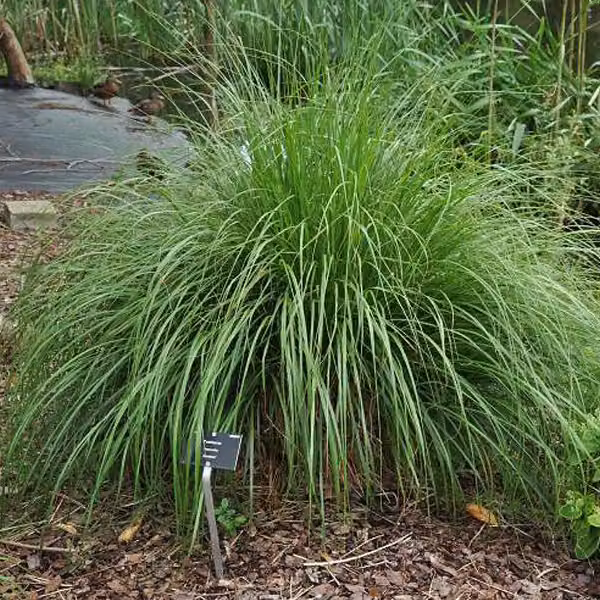 6 piante di erba ornamentale "Pennisetum alopecuroides 'Japonicum'" | Vaso da 9x9 cm
