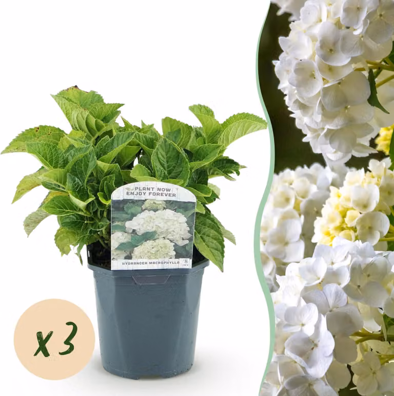 Ortensia - Hydrangea macrophylla White - Fiore bianco - 3 piante - 1 m2 - Deciduo - Bassa manutenzione - 30cm - Ø18cm - Pianta da giardino