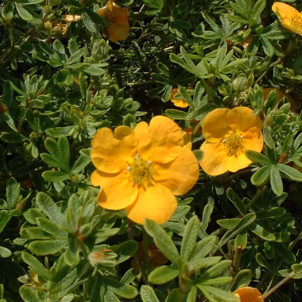 2 piante di potentilla fruticosa 'Tangerine' | Altezza: 25-30 cm, in vaso