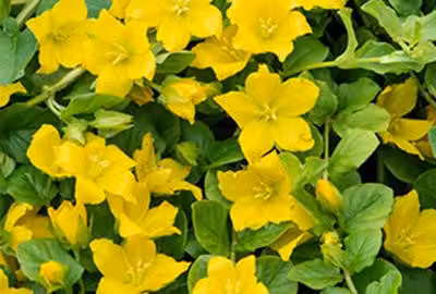 6 x Lysimachia nummularia - centella - vaso 9 x 9 cm