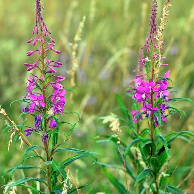 6 piante di Eupatorio angusto (Epilobium angustifolium) | Vaso da 9x9 cm