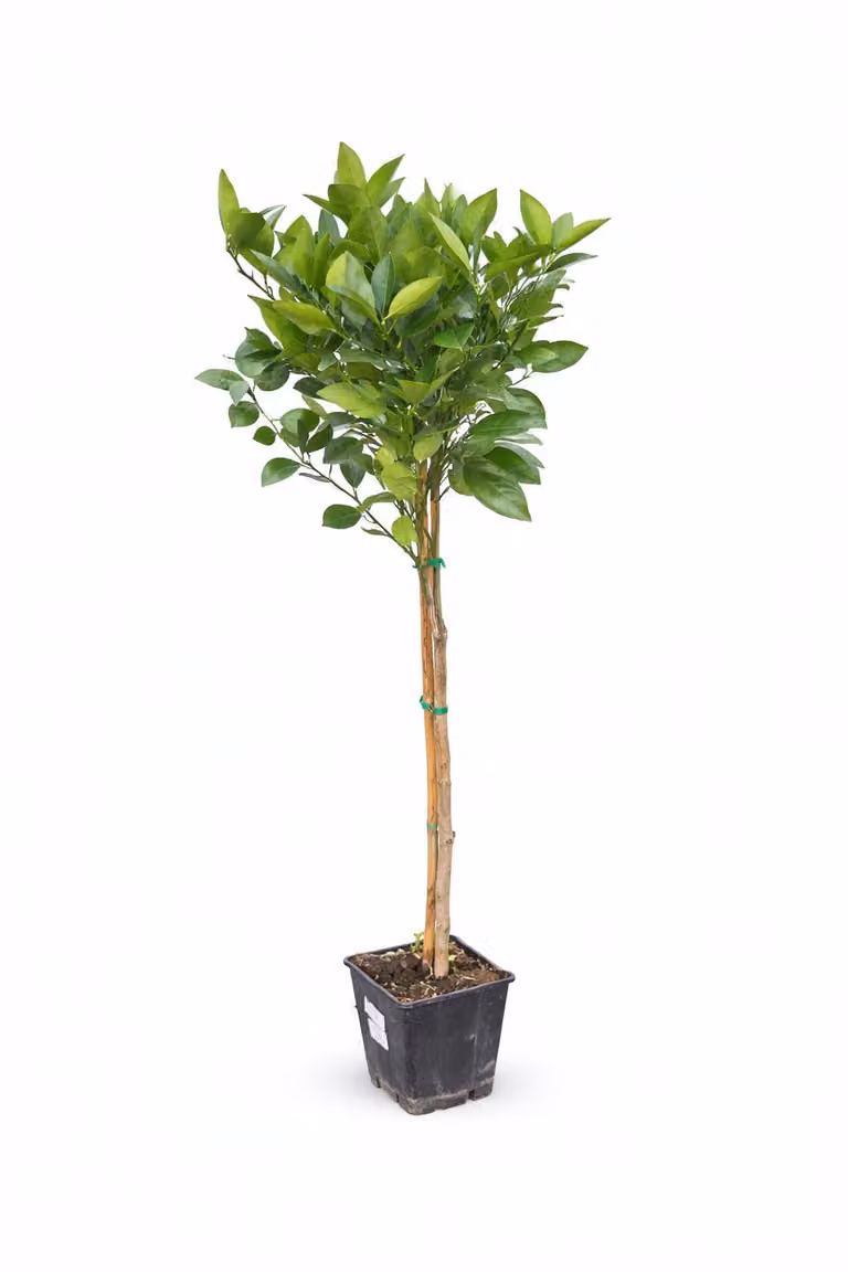 Arancio Citrus Sinensis Valencia 120-140 cm - arancio per giardino e balcone, frutta fresca, resistente, facile da curare, ideale per frutteto fai da te