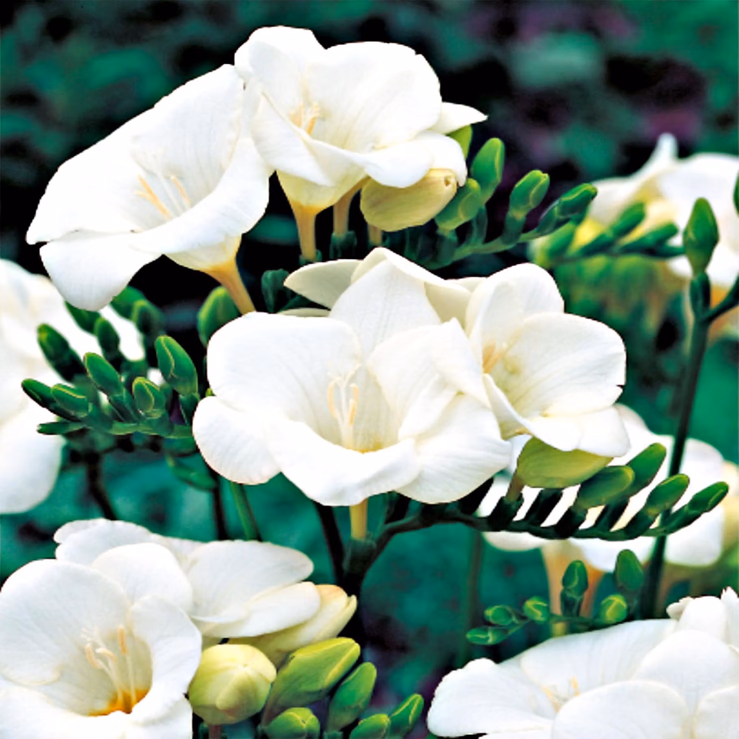 Bulbo Bulbo da fiore Pianta da vaso Pianta recisa Fresia singola bianca 10 pz.