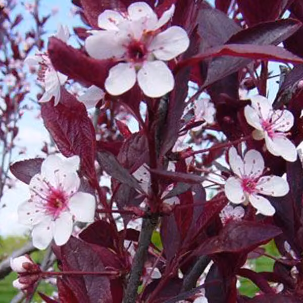Prunus cistena (prugnolo nano) | 60-80 cm in vaso
