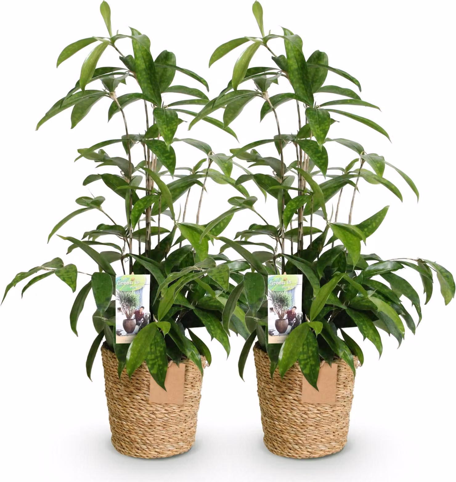 Dracaena surculosa - Due piante rigogliose in un cesto decorativo - 17cm