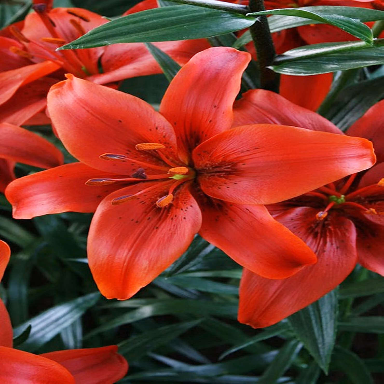 Giglio asiatico della contea rosso 1 pz Gigli bulbi gigli bulbi