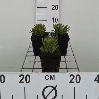 6 x Lavandula ang. blu nano' - Lavanda - Vaso 9 x 9 cm