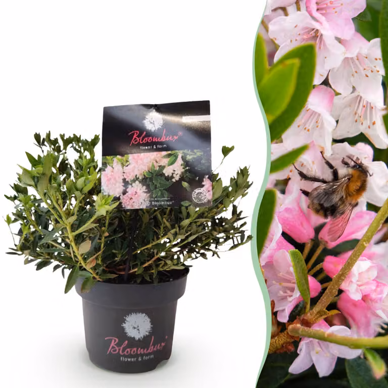 Rododendro nano - Rhododendron Bloombux rosa chiaro - Bosso da fiore - Manutenzione ridotta - Fiore rosa chiaro - 30-40cm - Ø17cm - Pianta da giardino