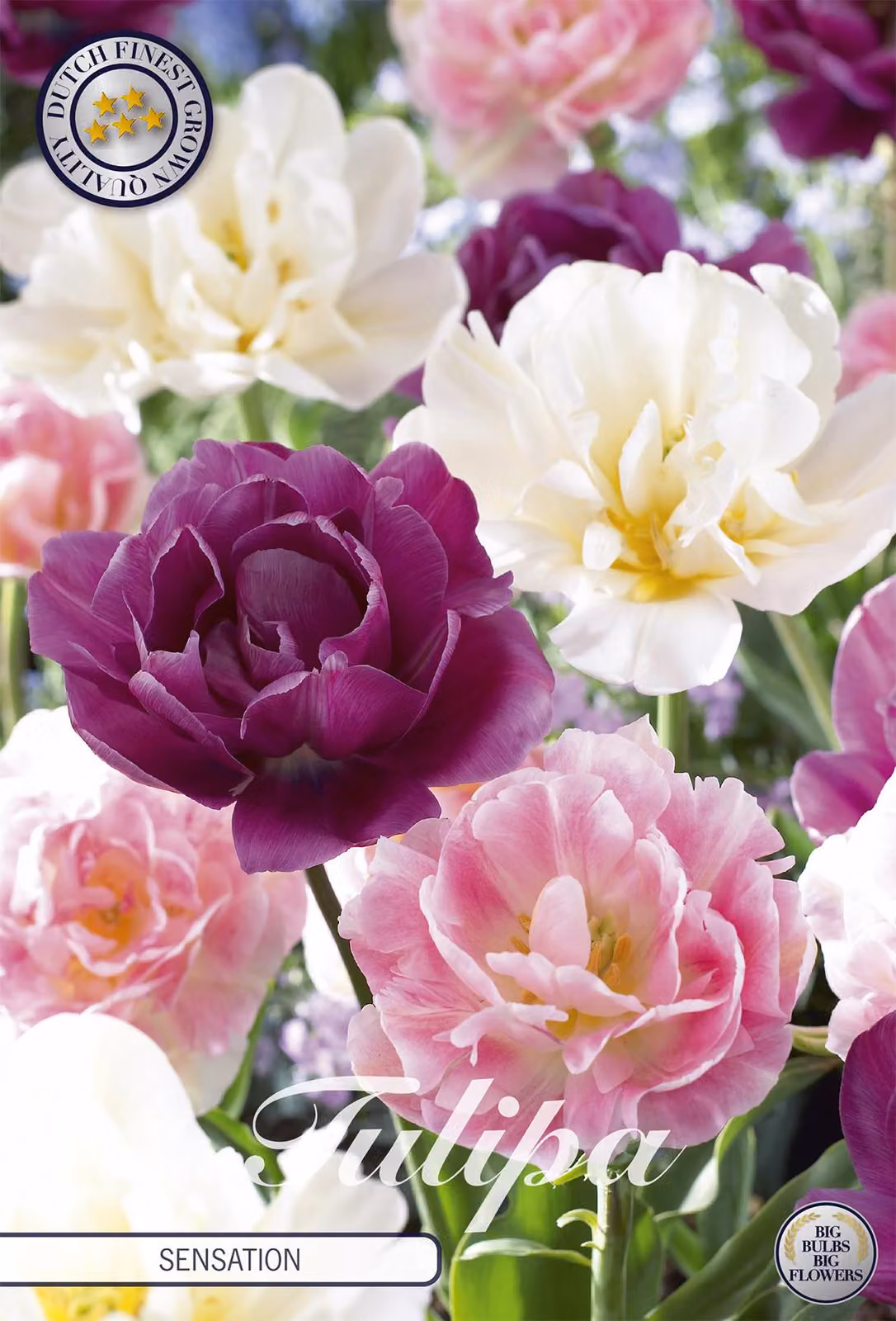 Tulipano Sensation (10 bulbi) | Bulbi di tulipano di Sam van Schooten