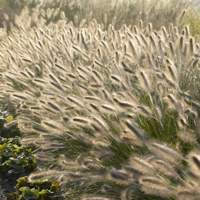 Pennisetum alopecuroides 'Hameln' 24 piante 10-25cm Ø9cm Erba ornamentale Sole