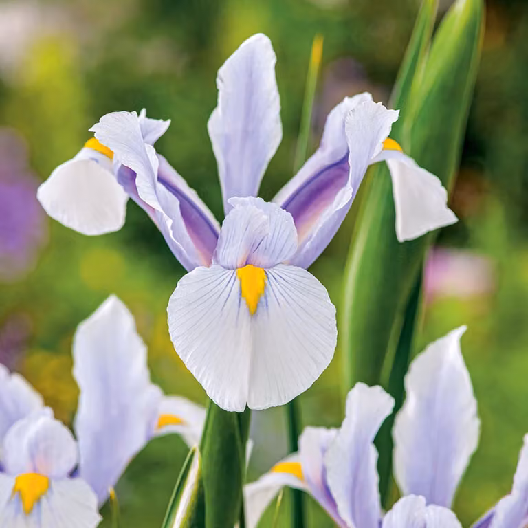 Bulbi da fiore Bulbi da fiore Iris Iris olandese Carmen 10 pz.