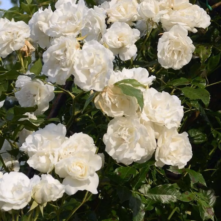 Rosa - Kletternde Rose - Rosa 'Madame Alfred Carriere'
