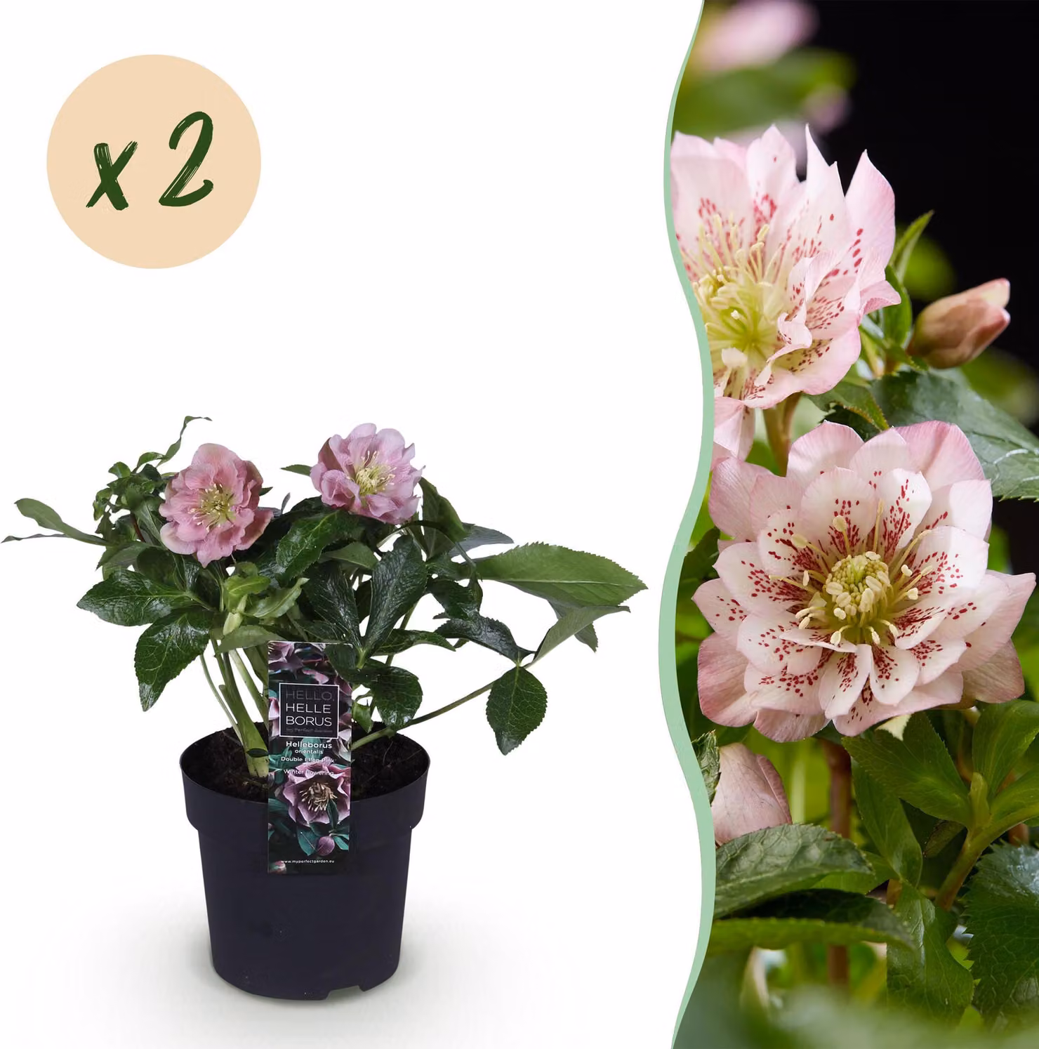 Helleborus orientalis Double Ellen Pink - Fiore rosa -2 piante - Sempreverde - 25-35cm - Ø14cm - Pianta da giardino