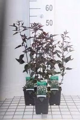 6 x Eupatorium rugosa 'Chocolate' - Senape d'acqua - Vaso 9 x 9 cm